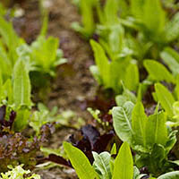 Photo showing plants growing in soil