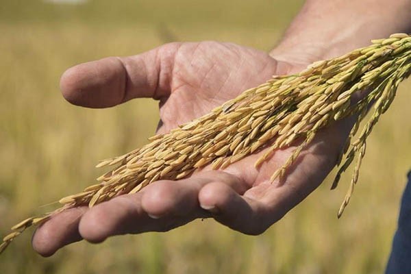 Cahokia Rice